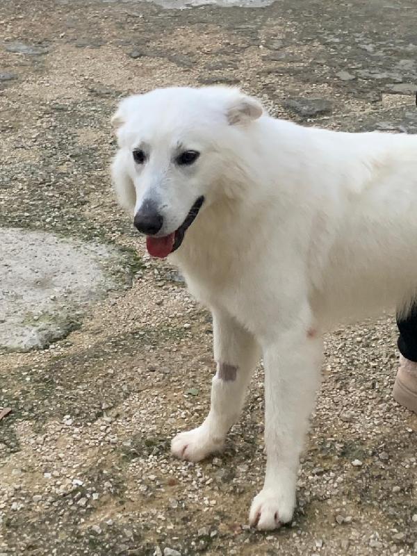 Gucci, splendido pastore svizzero Foto 5